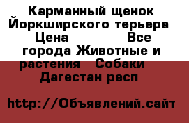 Карманный щенок Йоркширского терьера › Цена ­ 30 000 - Все города Животные и растения » Собаки   . Дагестан респ.
